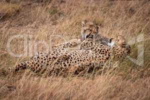 Cheetah and cub play fighting in grass