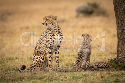 Cheetah and cub sit facing different ways