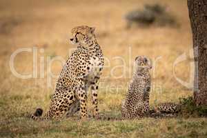 Cheetah and cub sit facing different ways