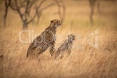 Cheetah and cub sit in long grass