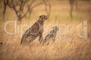 Cheetah and cub sit in long grass
