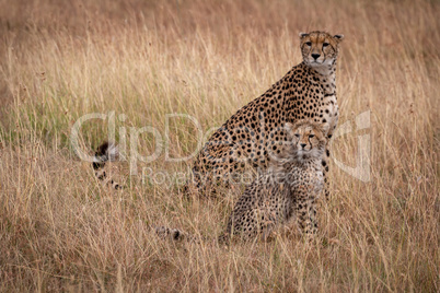 Cheetah and cub sit mirroring each other