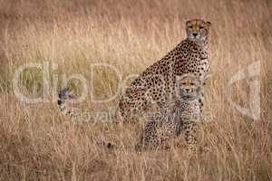 Cheetah and cub sit mirroring each other
