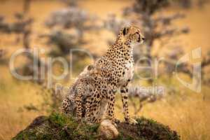 Cheetah and cub sit on grassy mound