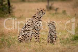 Cheetah and cub sit together in grass