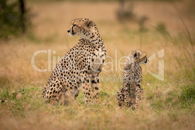 Cheetah and cub sit together in savannah
