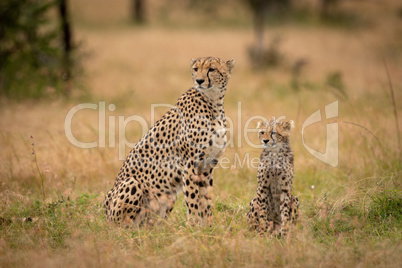 Cheetah and cub sit together on savannah