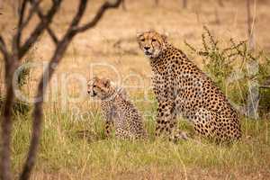 Cheetah and cub sitting in long grass