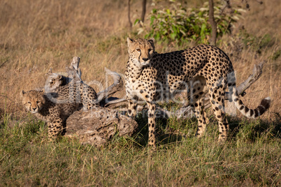 Cheetah and cub stand beside dead log