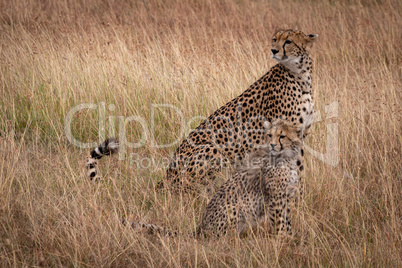 Cheetah and cub sitting in same position