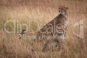 Cheetah and cub sitting in same position