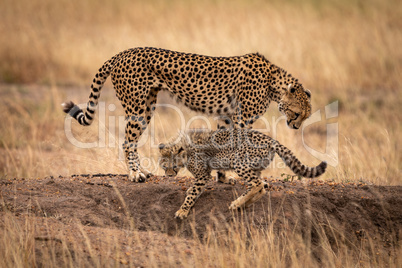 Cheetah and cub standing on earth mound