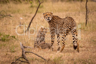 Cheetah and cub watching over scrub hare