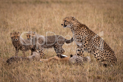 Cheetah and cubs eating dead Thomson gazelle