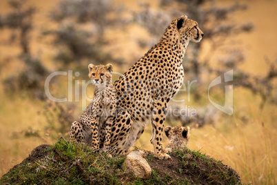 Cheetah and cubs sit on grassy mound