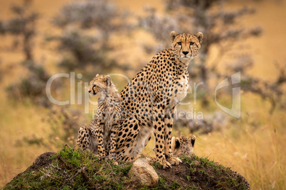 Cheetah and cubs sit together on mound