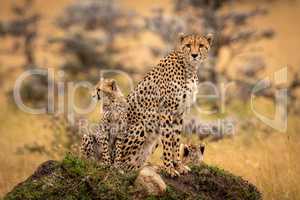 Cheetah and cubs sit together on mound