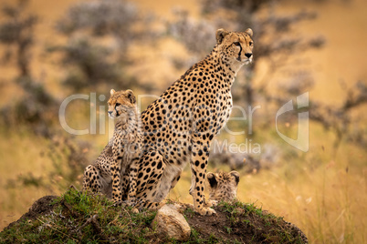 Cheetah and cubs sitting on grassy mound