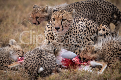 Cheetah and four cubs eating gazelle carcase