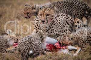 Cheetah and four cubs eating gazelle carcase