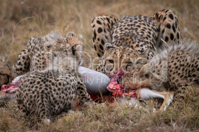 Cheetah and four cubs feed on carcase