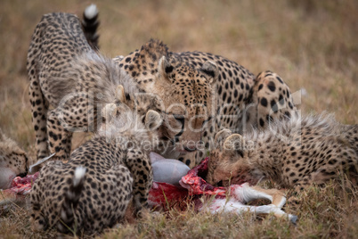 Cheetah and four cubs feeding on carcase