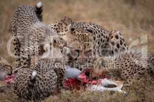 Cheetah and four cubs feeding on carcase