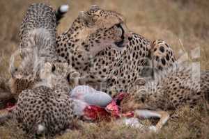Cheetah and four cubs feeding on gazelle