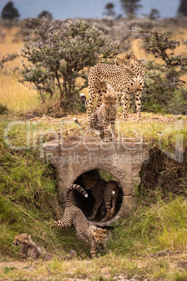 Cheetah and four cubs play around pipe