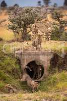 Cheetah and four cubs play around pipe