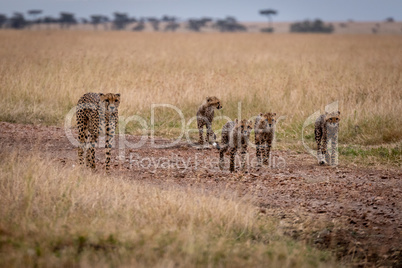 Cheetah and four cubs walk down track