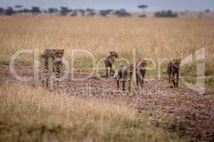 Cheetah and four cubs walk down track