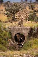 Cheetah and four cubs playing around pipe