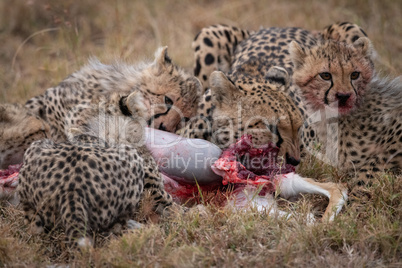 Cheetah and three cubs feeding on carcase