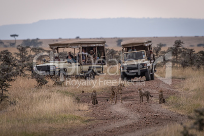 Cheetah and three cubs beside safari trucks