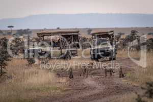 Cheetah and three cubs beside safari trucks