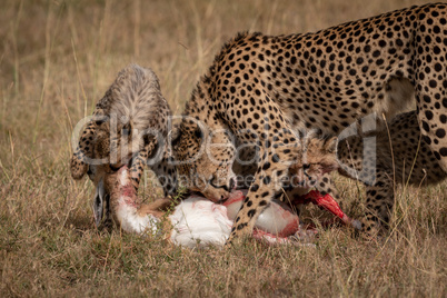 Cheetah and two cubs eat Thomson gazelle