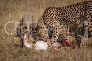 Cheetah and two cubs eat Thomson gazelle