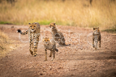 Cheetah and three cubs walking down track