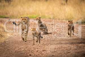 Cheetah and three cubs walking down track