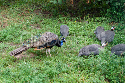 Male peacock and few pheasants