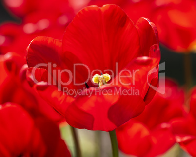 buds blossoming red tulips with yellow pestel