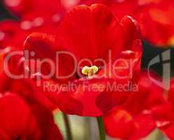 buds blossoming red tulips with yellow pestel