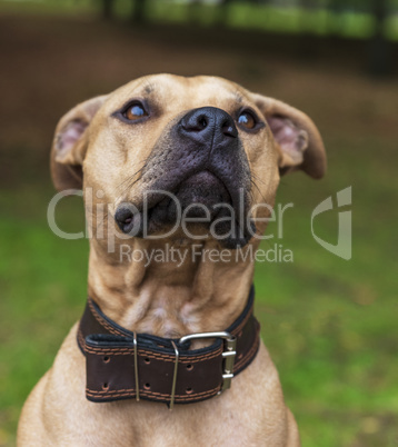 portrait brown American pit bull terrier