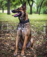 Belgian Shepherd Malinois with open mouth sitting on the green g