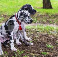 puppies white marble German dog sitting on green grass