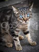 gray tabby cat with blue eyes sitting on the asphalt