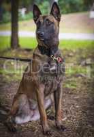 Belgian Shepherd Malinois  sitting on the green grass in the par