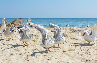 seagulls on the beach on a summer sunny day