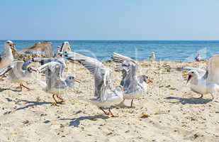 seagulls on the beach on a summer sunny day